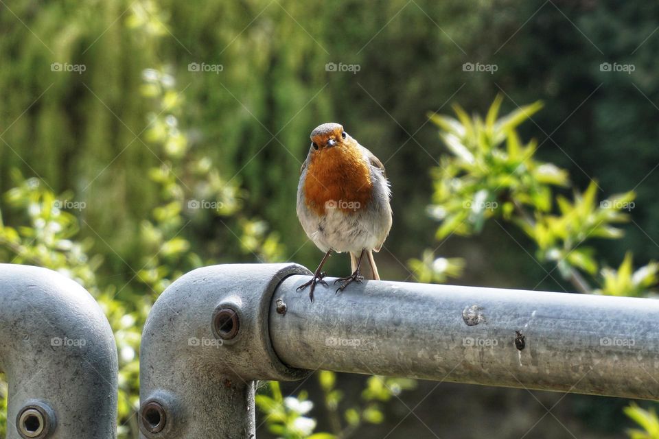 Little Robin Redbreast being nosey as I eat my lunch 