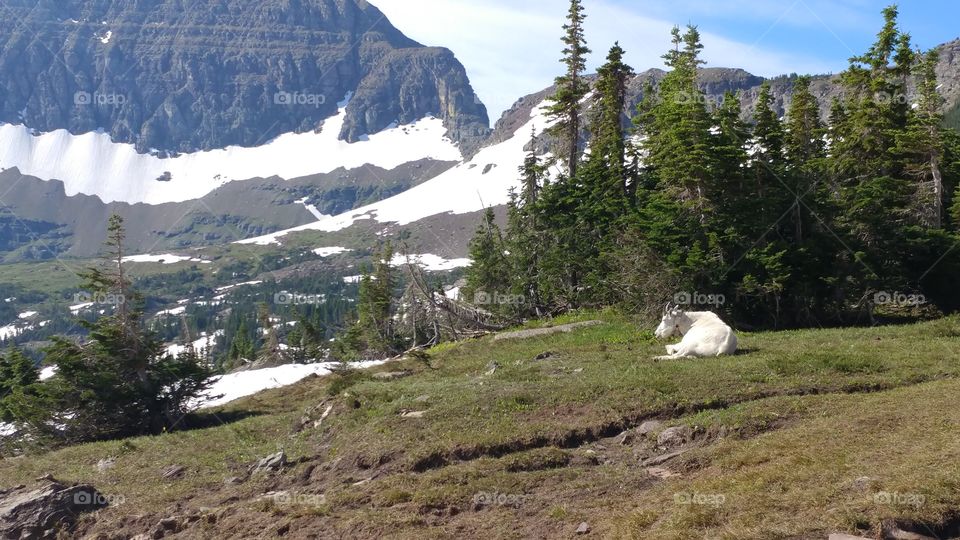 Mountain Goat overlooking Hidden Lake Trail