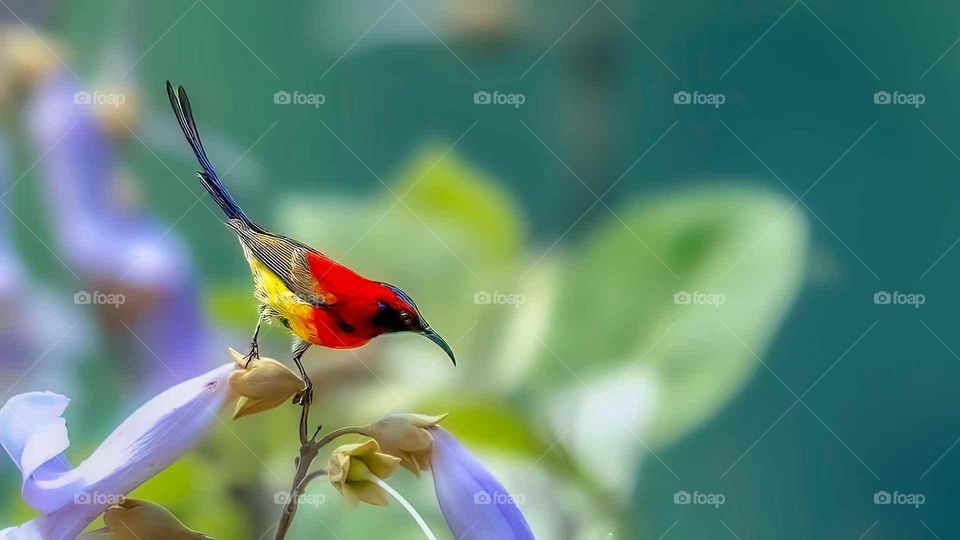 Colors in the Collision of Plant and Animal Spirits in Nature