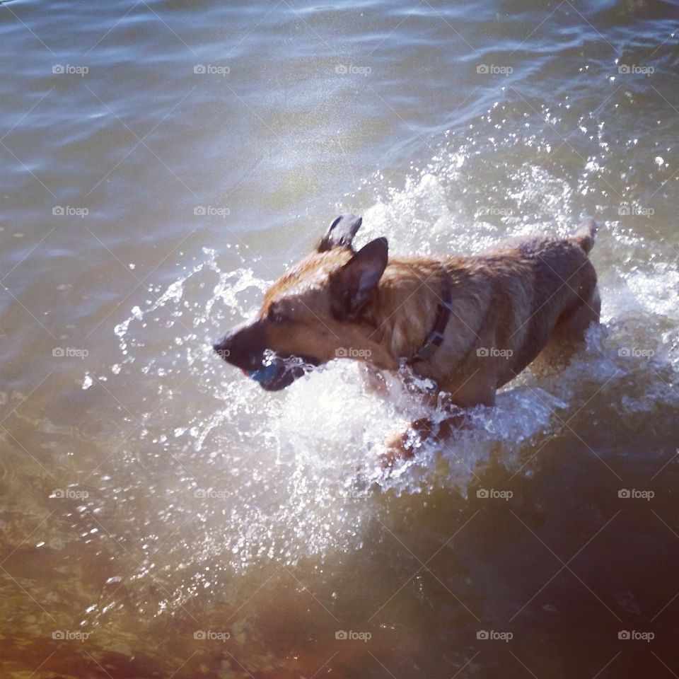 Fetch. Took my puppy to the park and she was loving the water 