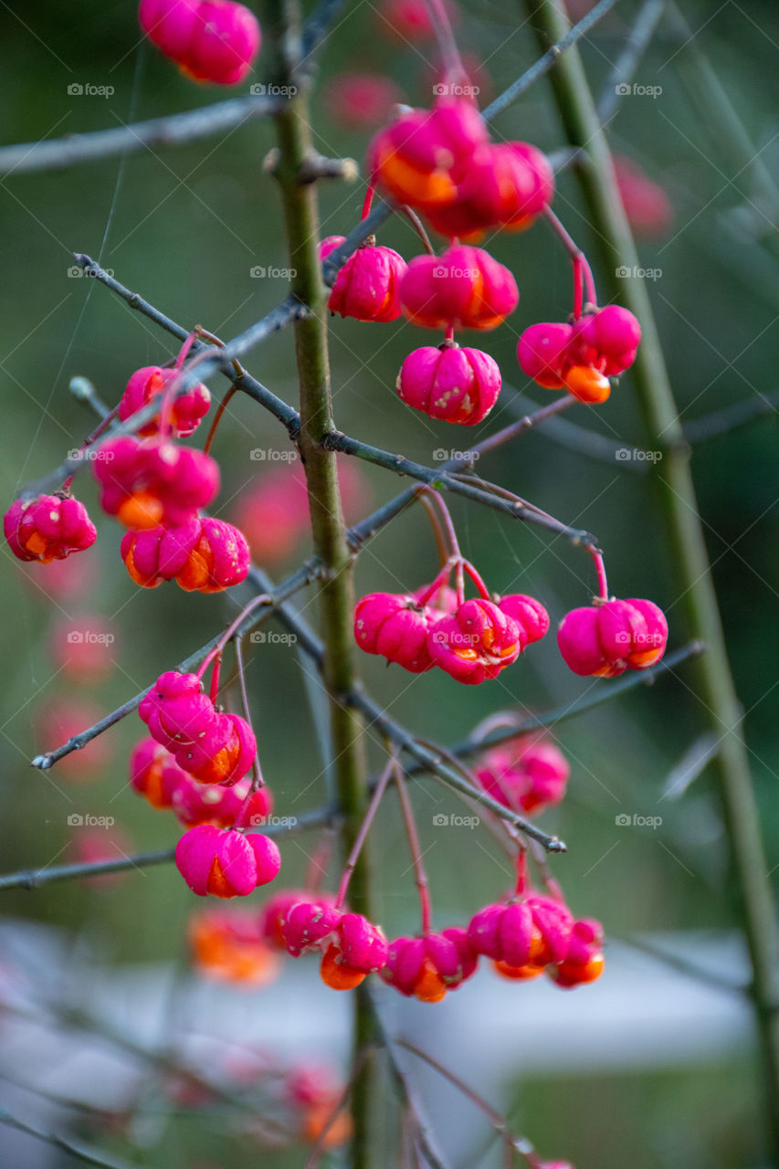 Amazing Wahoo Berries in Fall