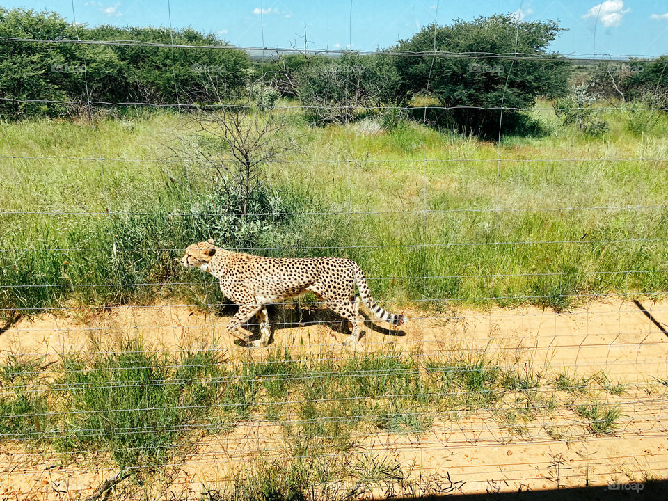 A running cheetah close to a fence in a conservancy yard.