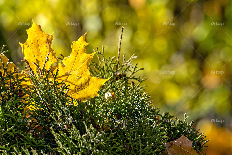 Lonely colorful maple leaf lying on a moss. Autumn concept.