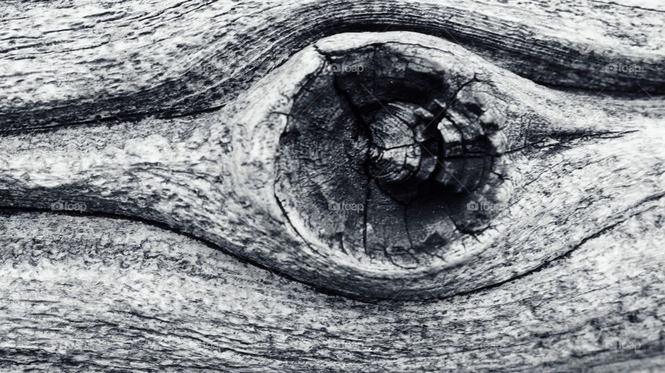 Eye in log