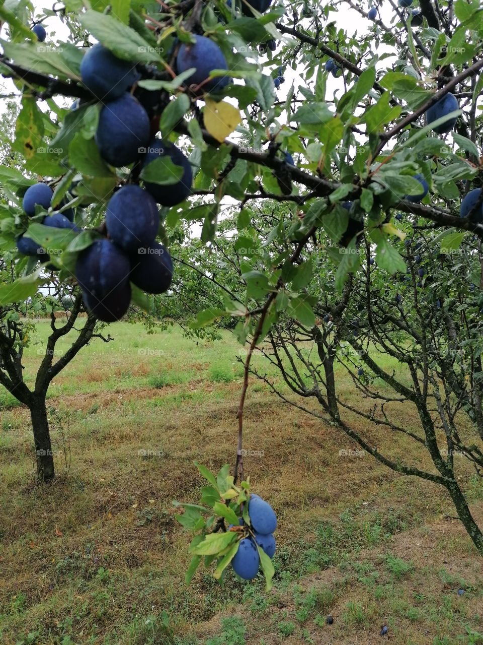 Plums. Somewhere in Serbia😊