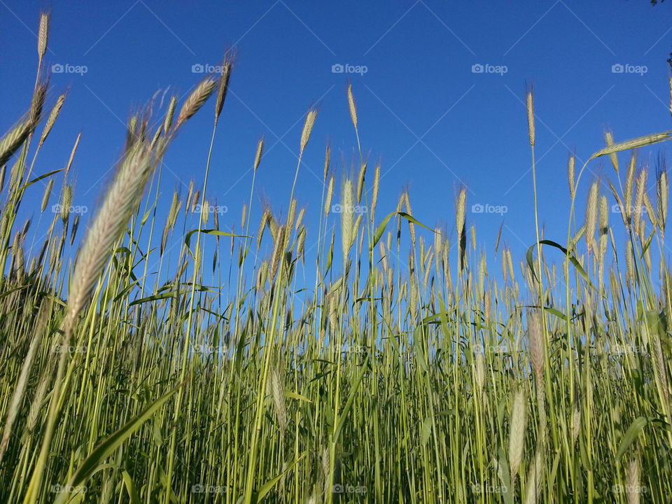 Rye field