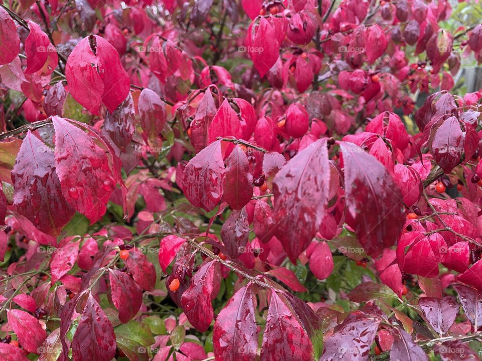 Afternoon rain dampens the red leaves of a fire bush.