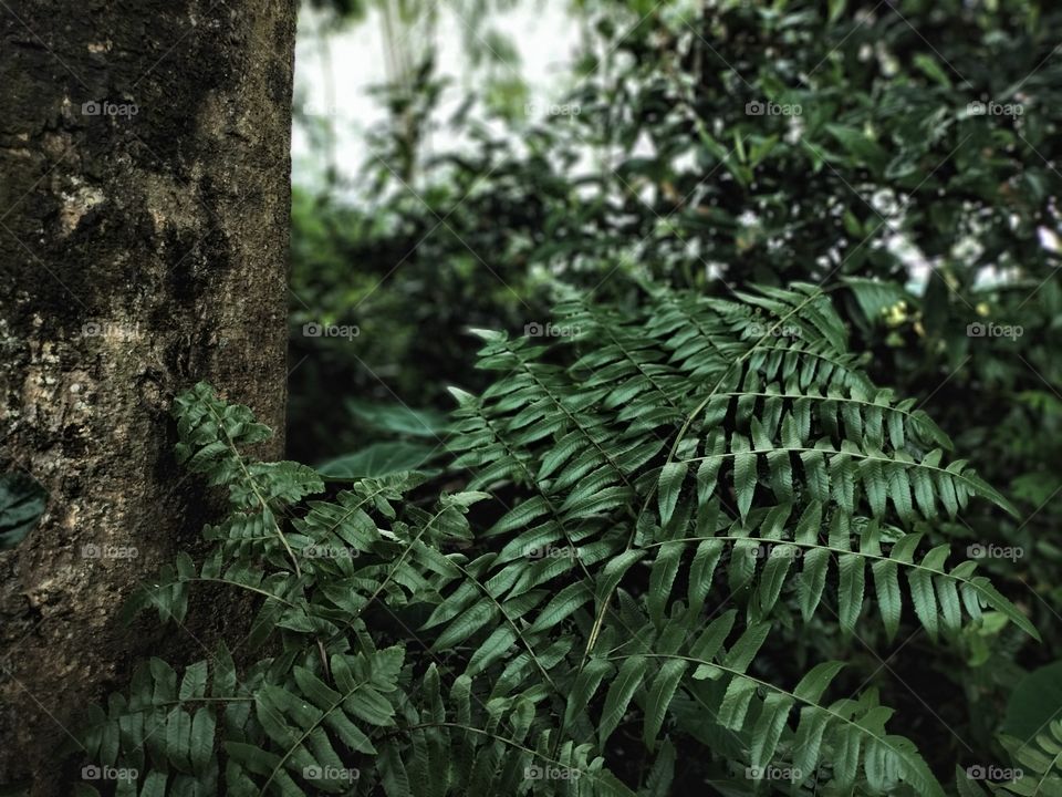 Look deep into nature, and then you will understand everything better. You will breath better under the greenery.