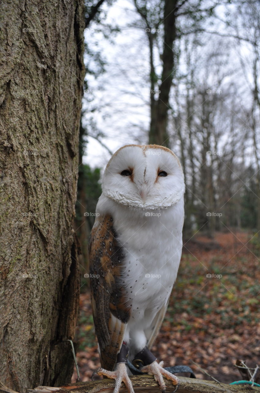 Barn owl frowning