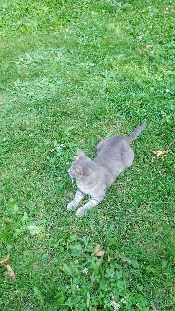 Gray cat