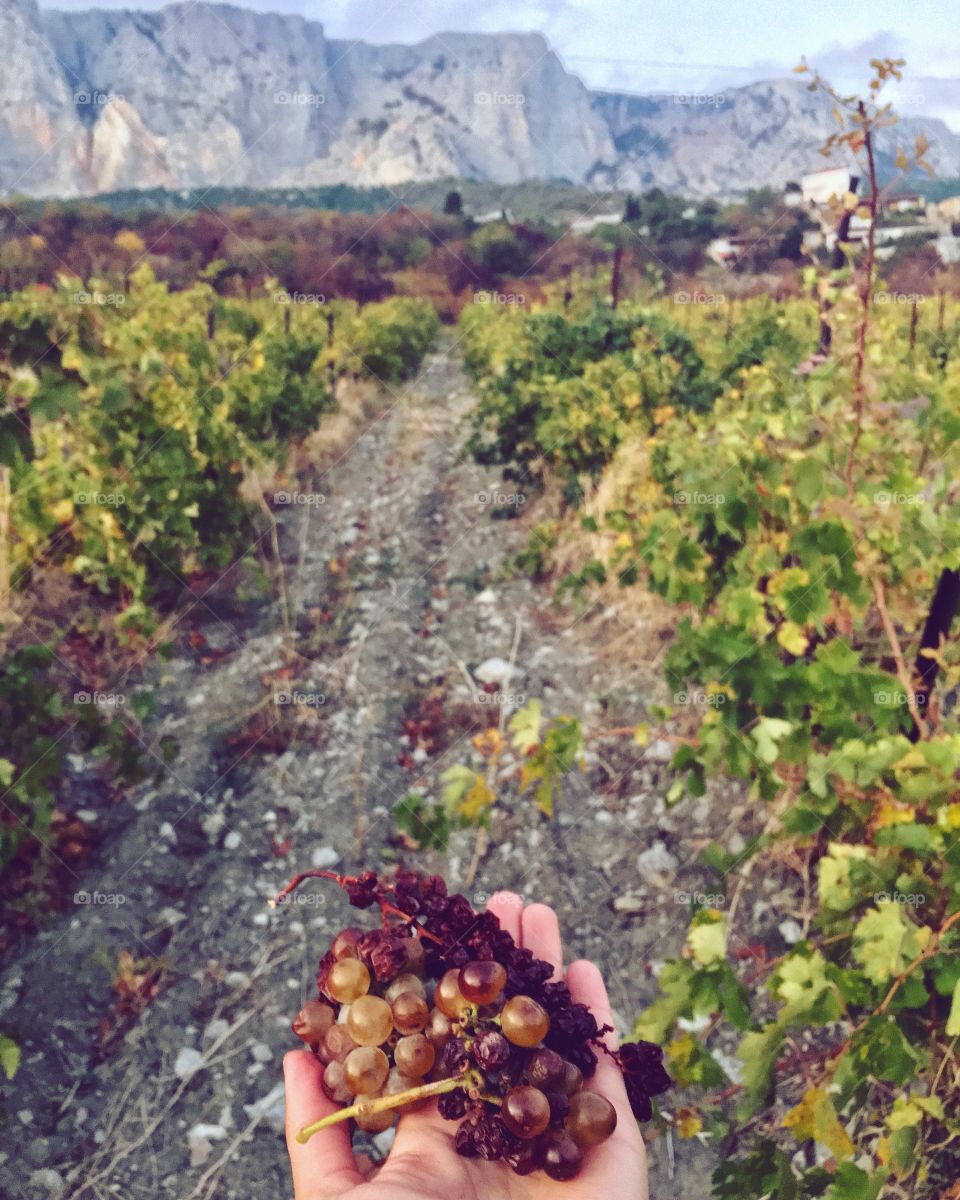 Grape field in mountains 