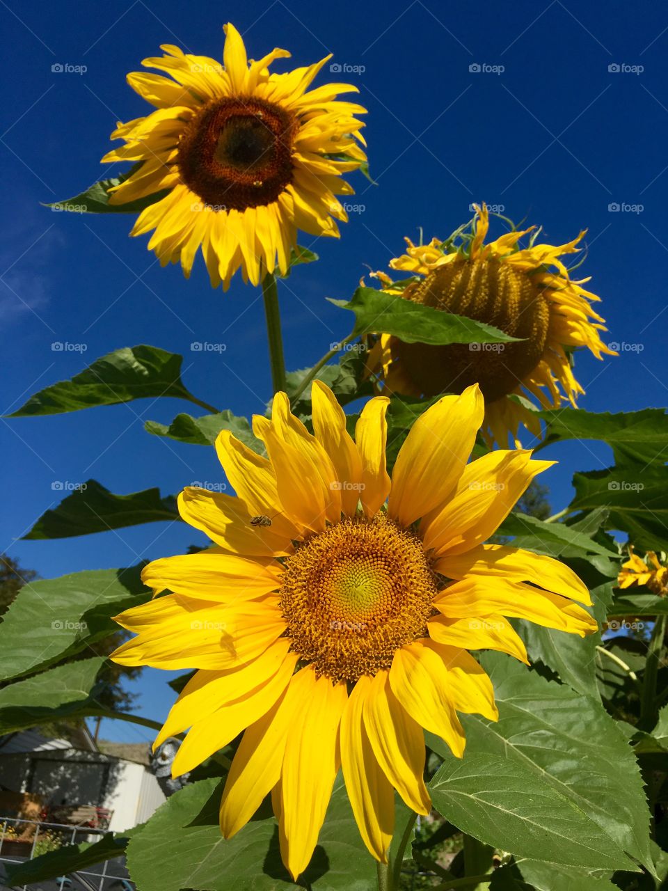 Sunflower