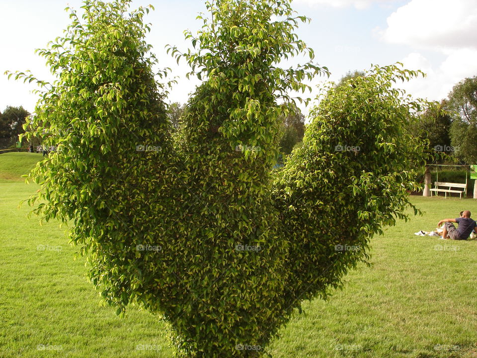 A Cock-Shaped Bush