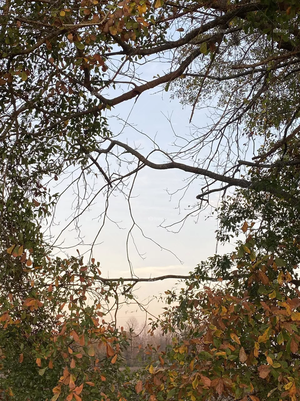 Looking through the beautiful trees 