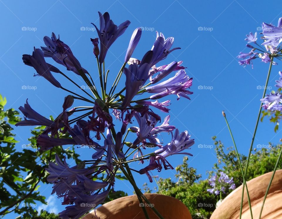 Agapanthus Blues. The sky of blue helps to set off this beautiful bloom