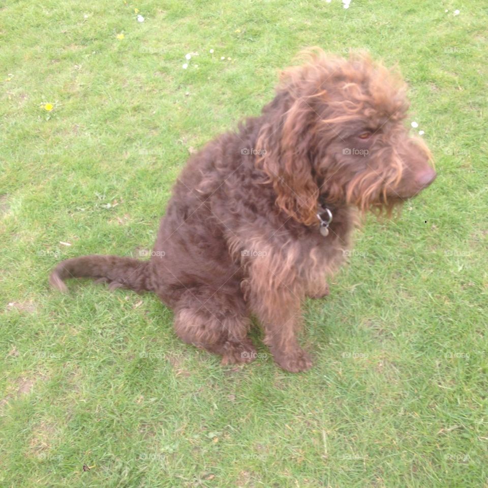 Dog, Mammal, Domestic, Animal, Pet