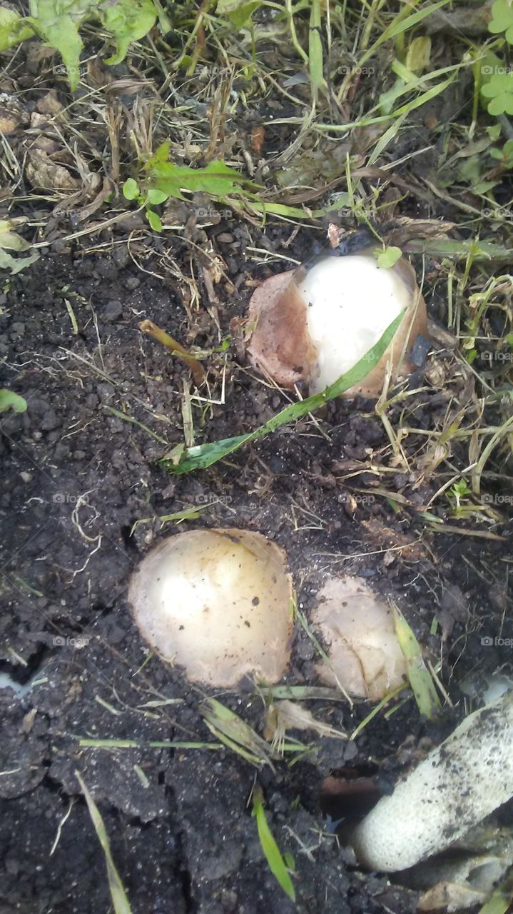 Mushroom Pods