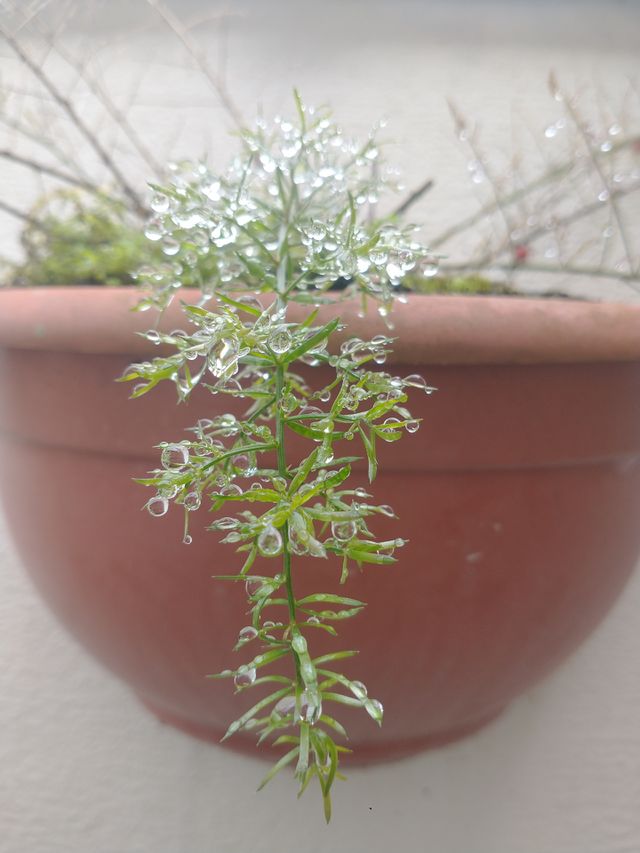 raindrops