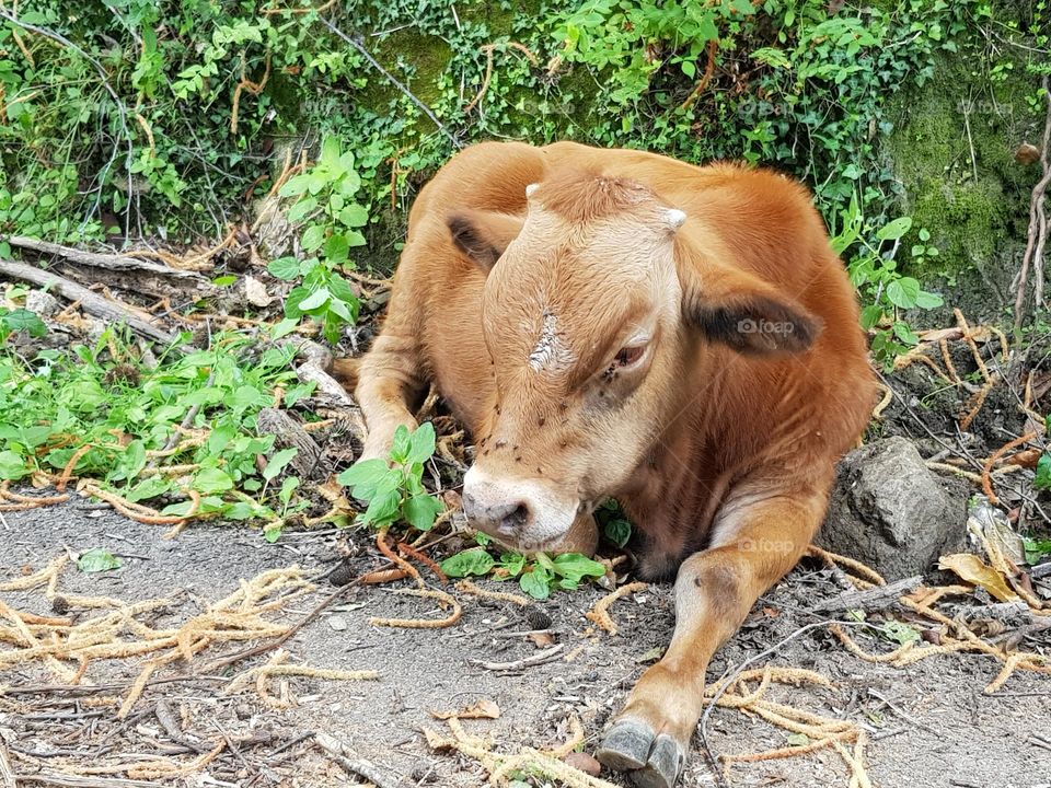 Jeune vache allongée au bord de la route