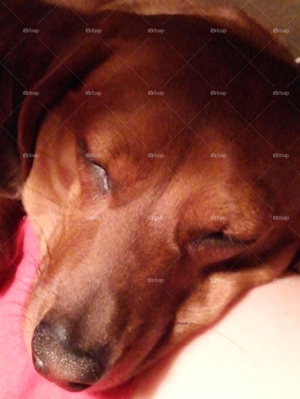 sleeping dachshund 