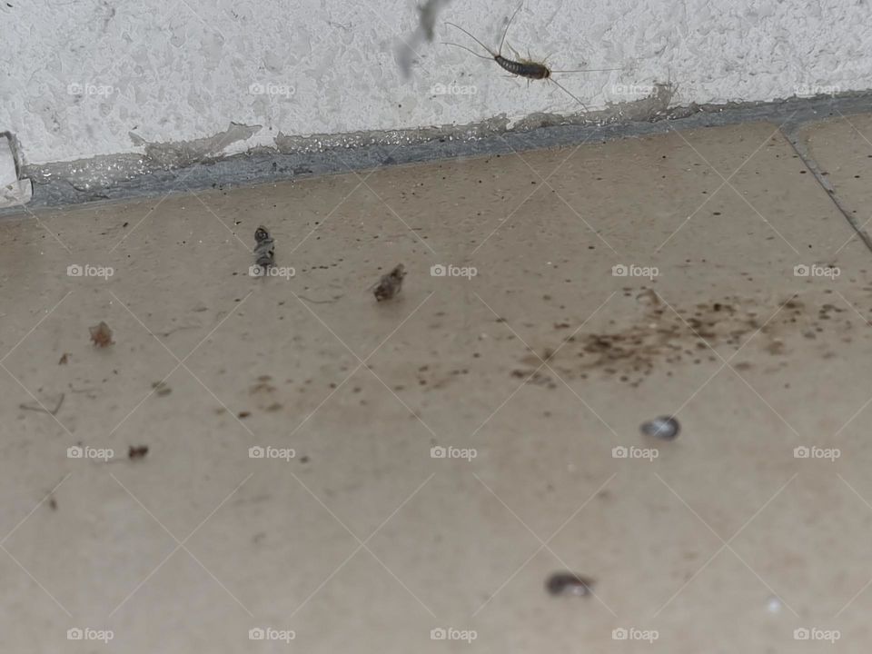 Disgusting view of dead insects and dirt