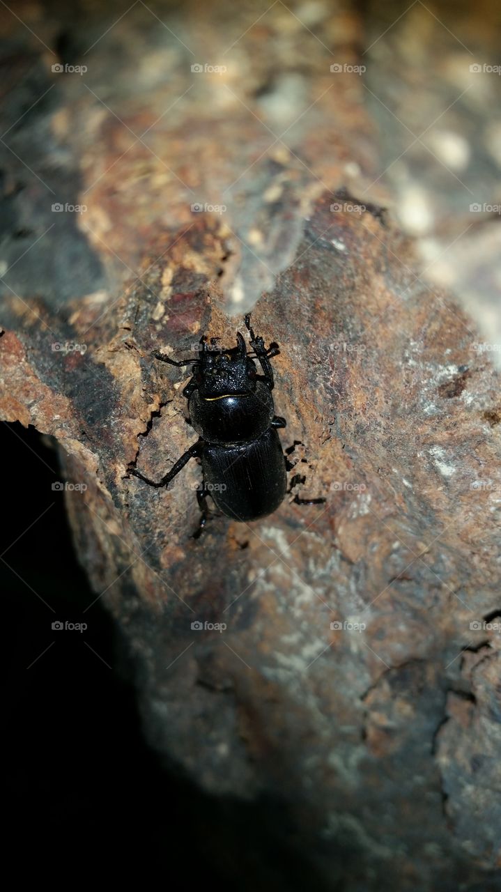 Stag beetle