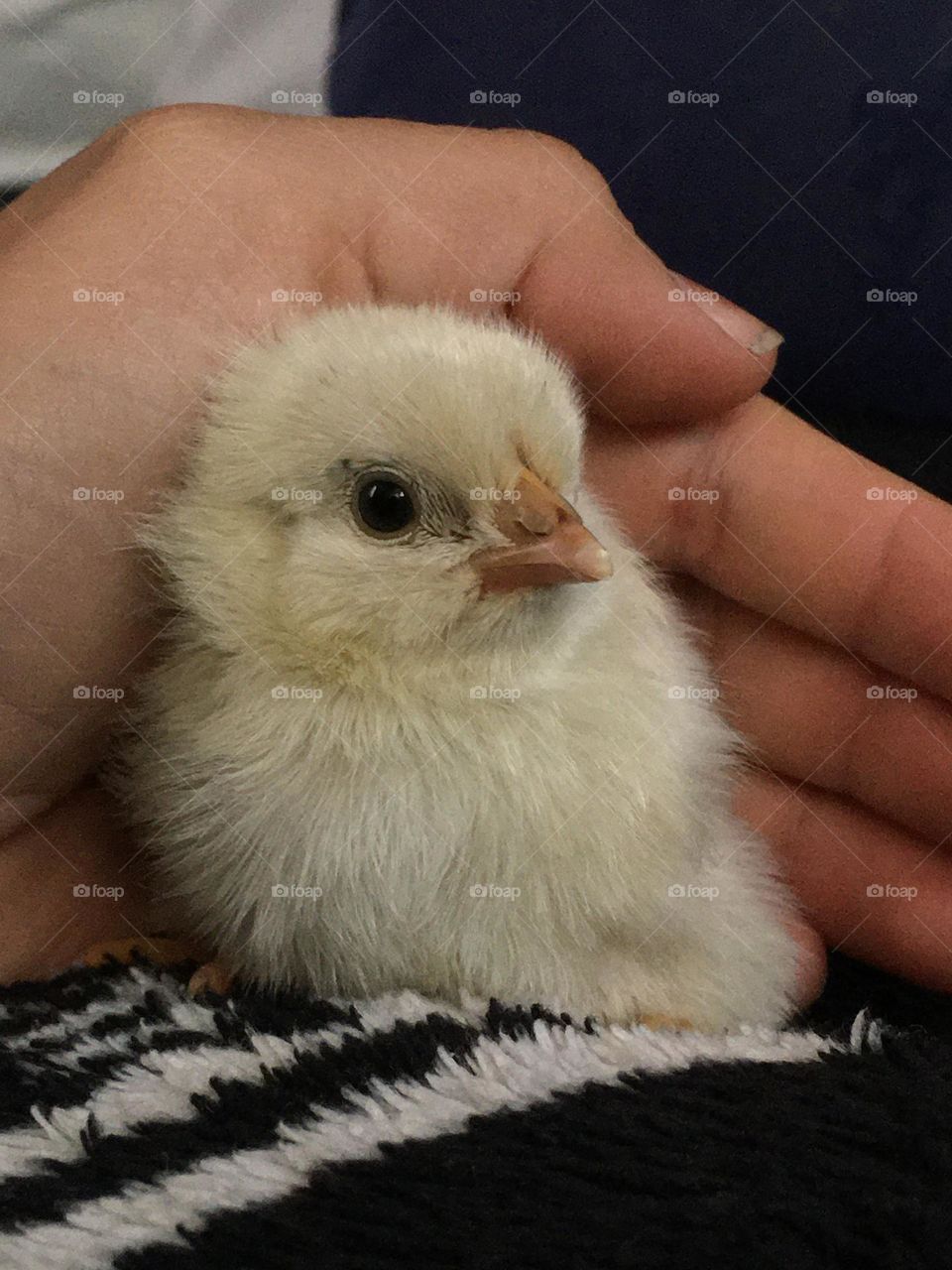 Cute chicken