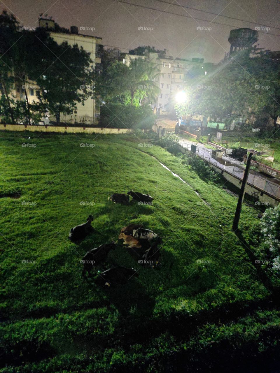 During Hours of The Night 🌃,

A Heard Of Cows Sitting in Lawn....

#Greeen Grass is their Meal and Shelter too..

A Snap  From The Window