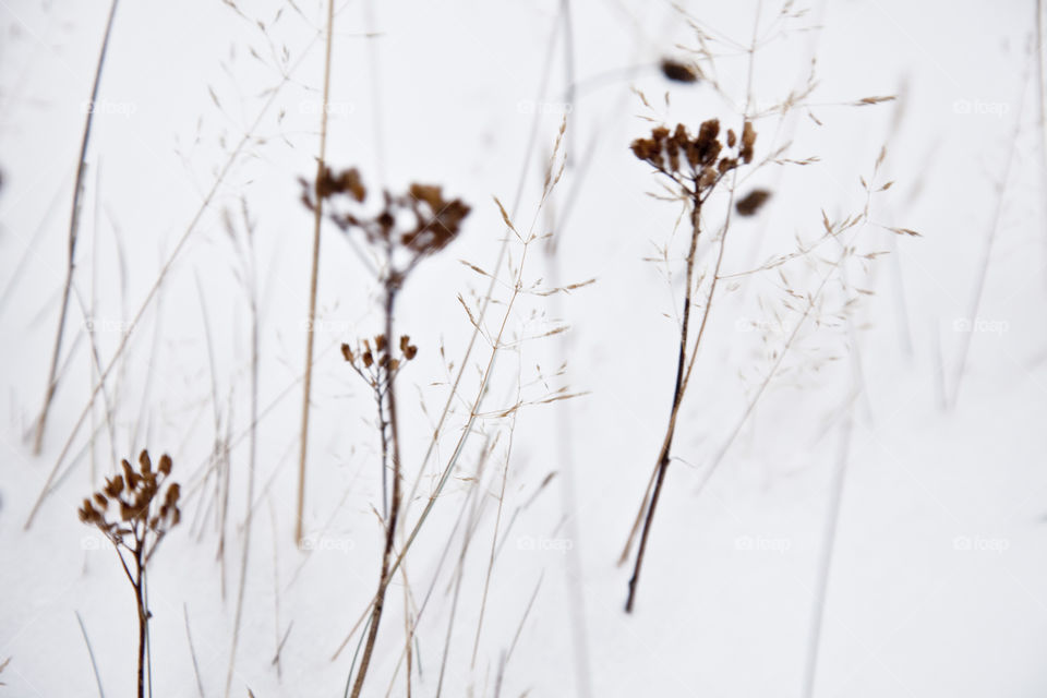 Nature, No Person, Desktop, Flower, Closeup