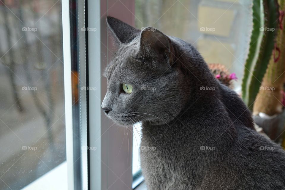 gray purebred cat portrait looking on a window at home