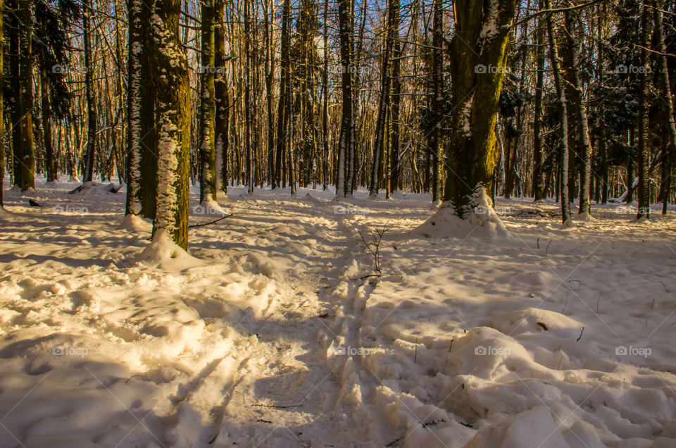 winter landscape