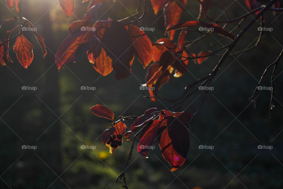 red leaves