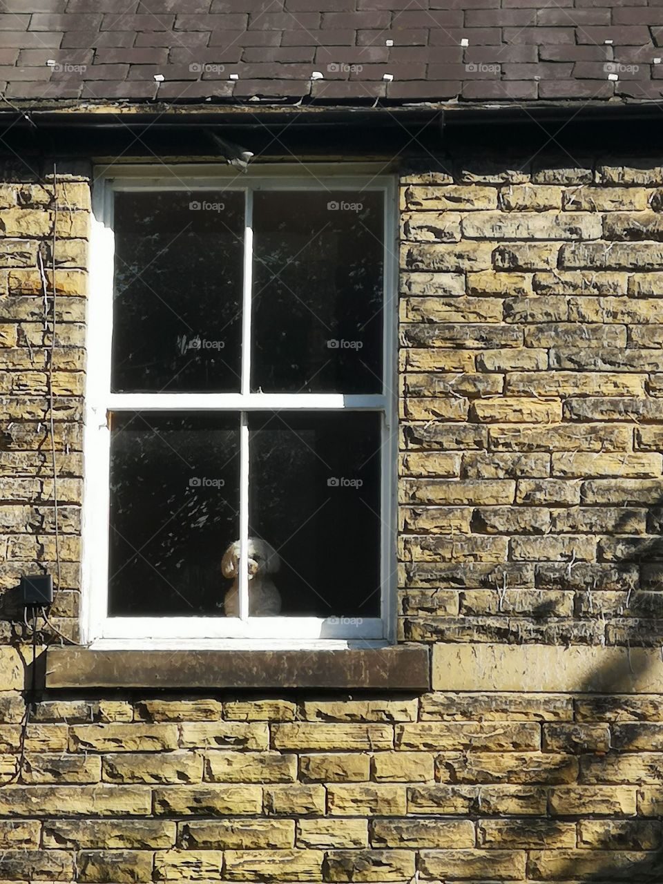 dog in window