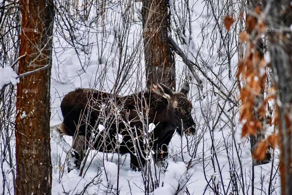 Snow moose