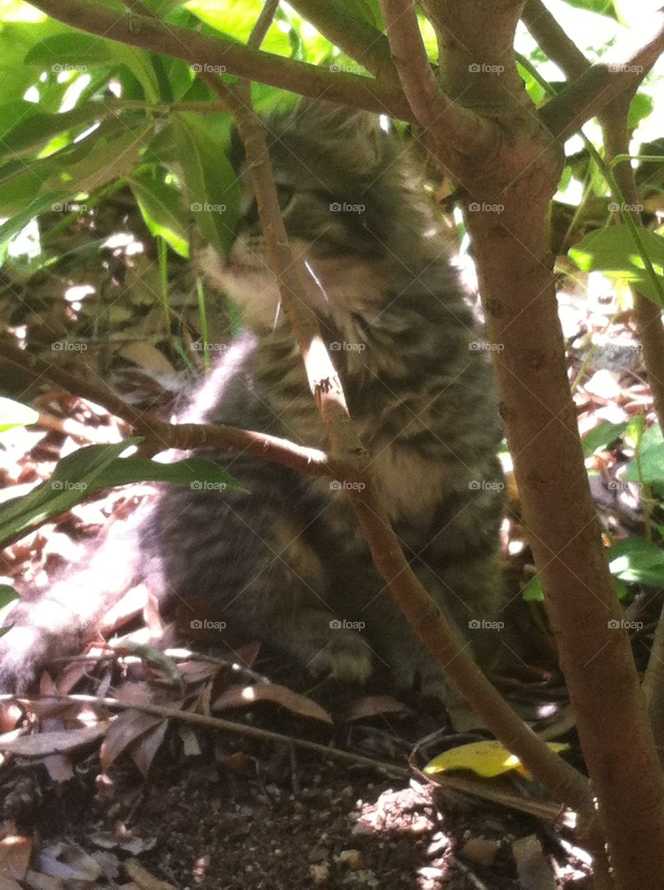 Crouching tiger hidden kitten