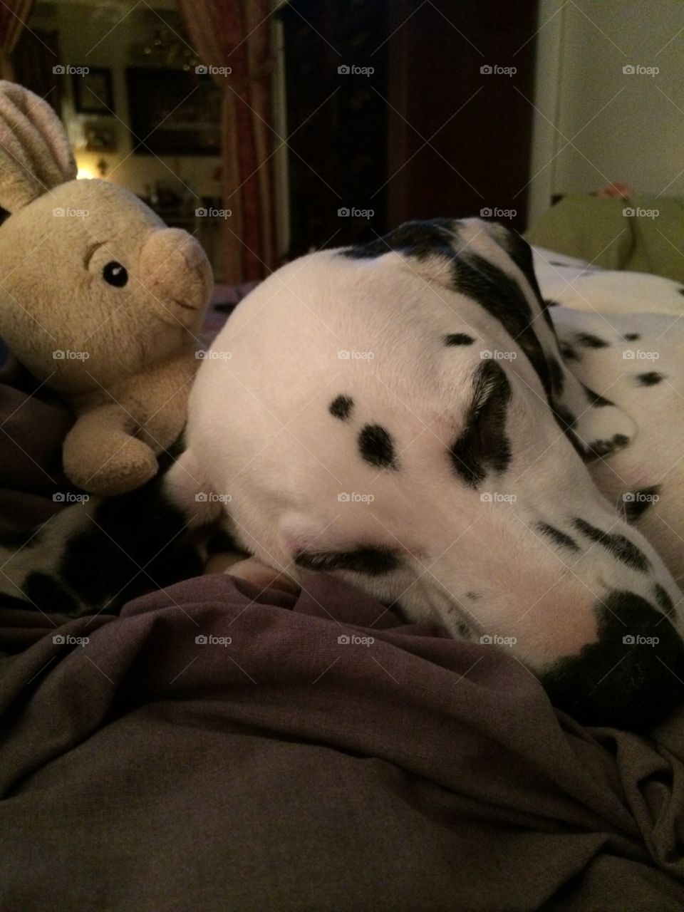 My Dalmatian Puppy Domino😘. My Sweet Dalmatian Puppy Domino Chiefy  sleeping with his Favorite Baby Monkey❤️