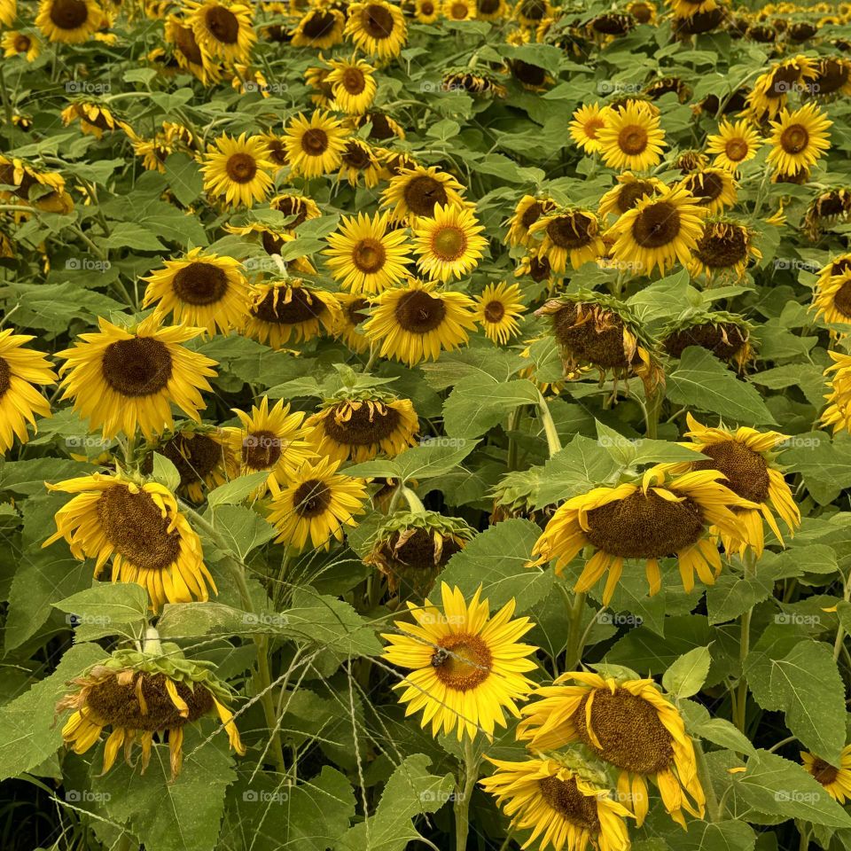 Sunflower Field