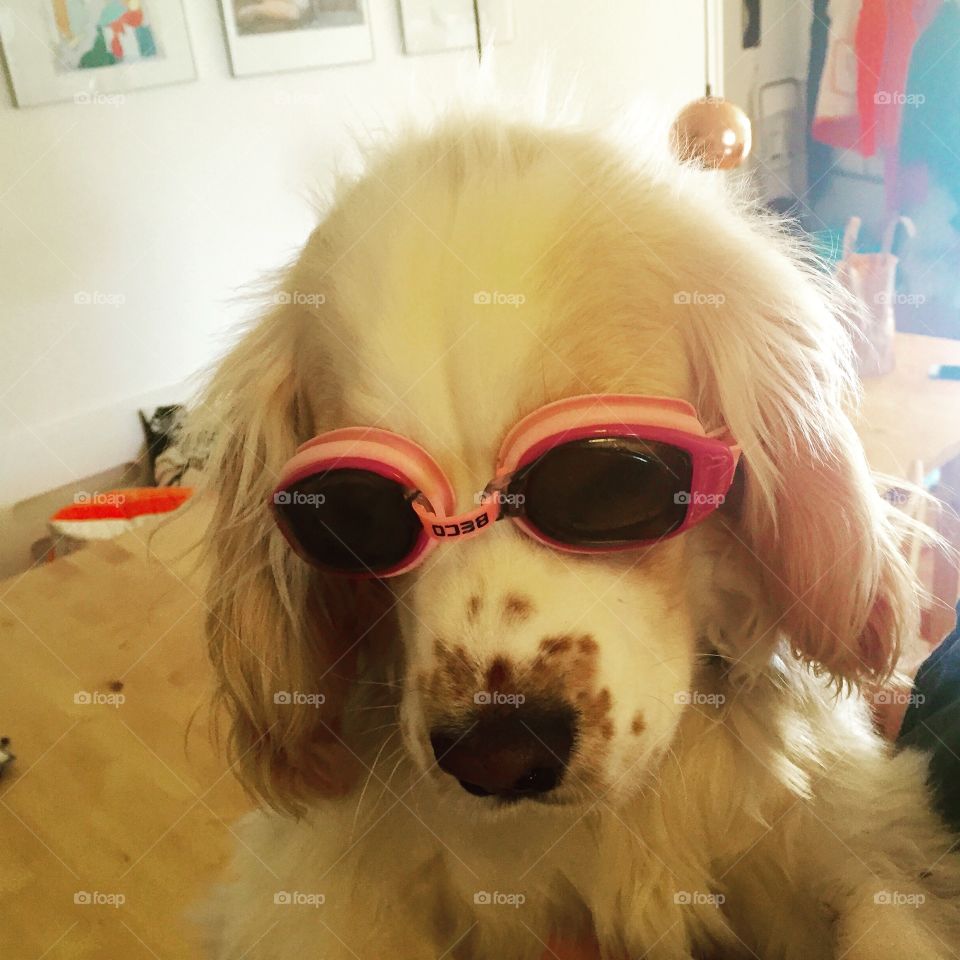 Coco With Goggles  - Danish dog in Cooenhagen 