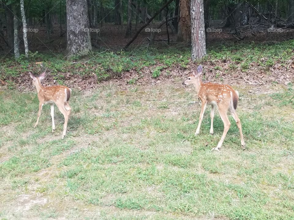 deer in the summer