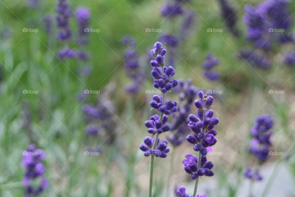 Field of Purple 