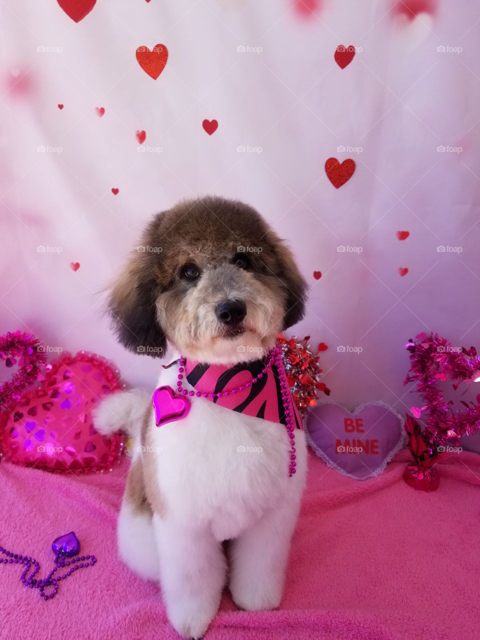 Bernedoodle, the latest fluffy dog breed of choice! ♡