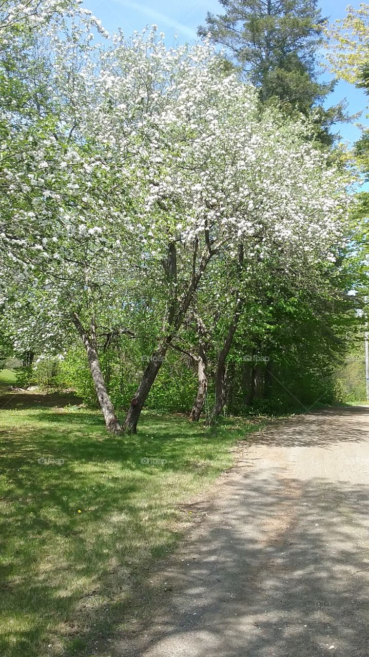apple blossoms
