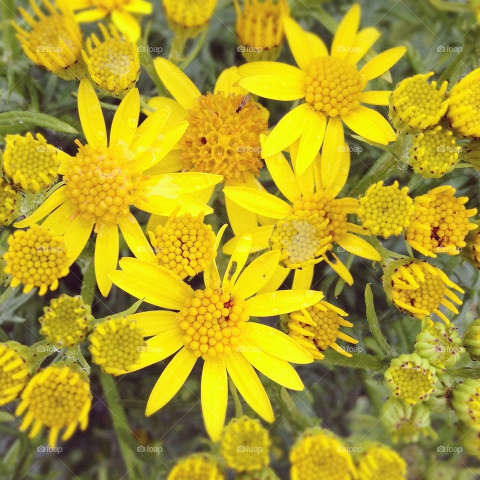 flowers yellow summer wild by fatboytim