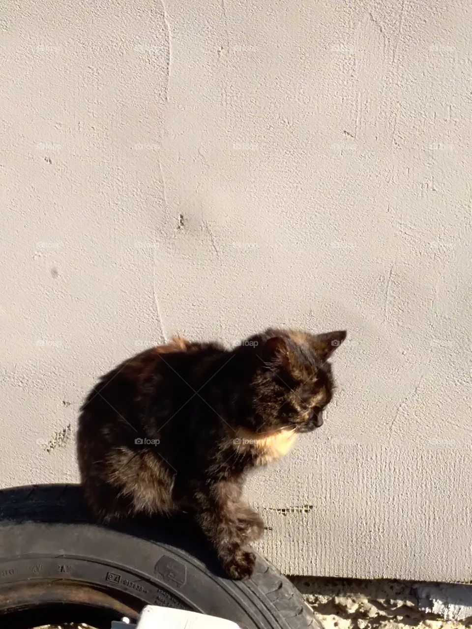 cat