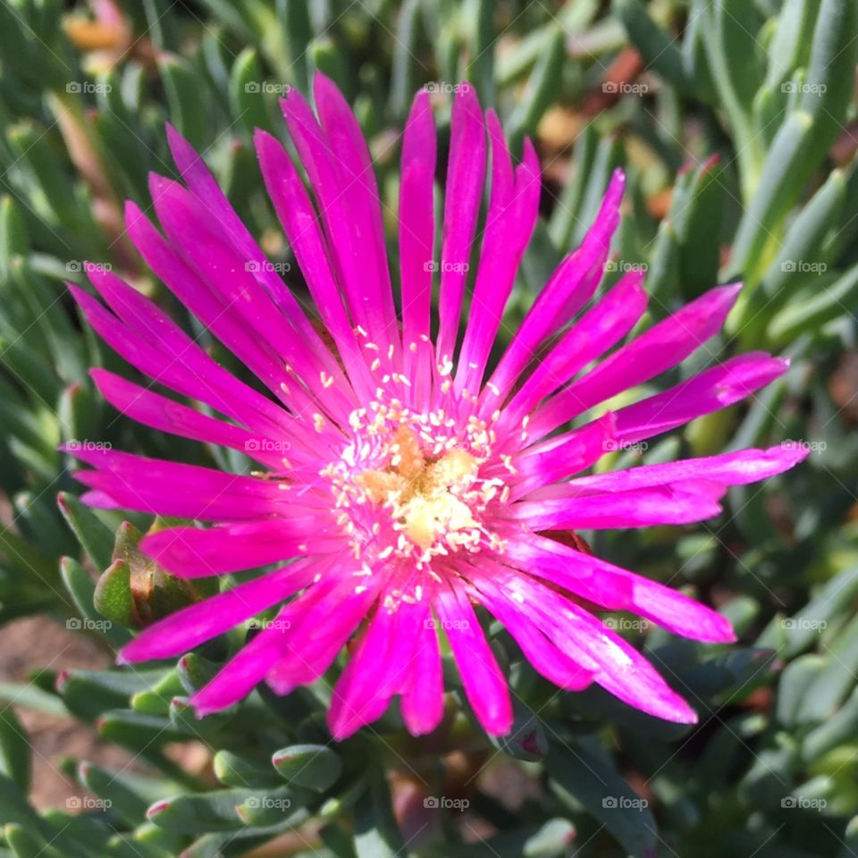 Cores vivas de flores brasileiras