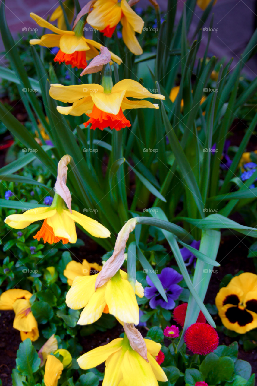 flowers garden plants travel by cmosphotos