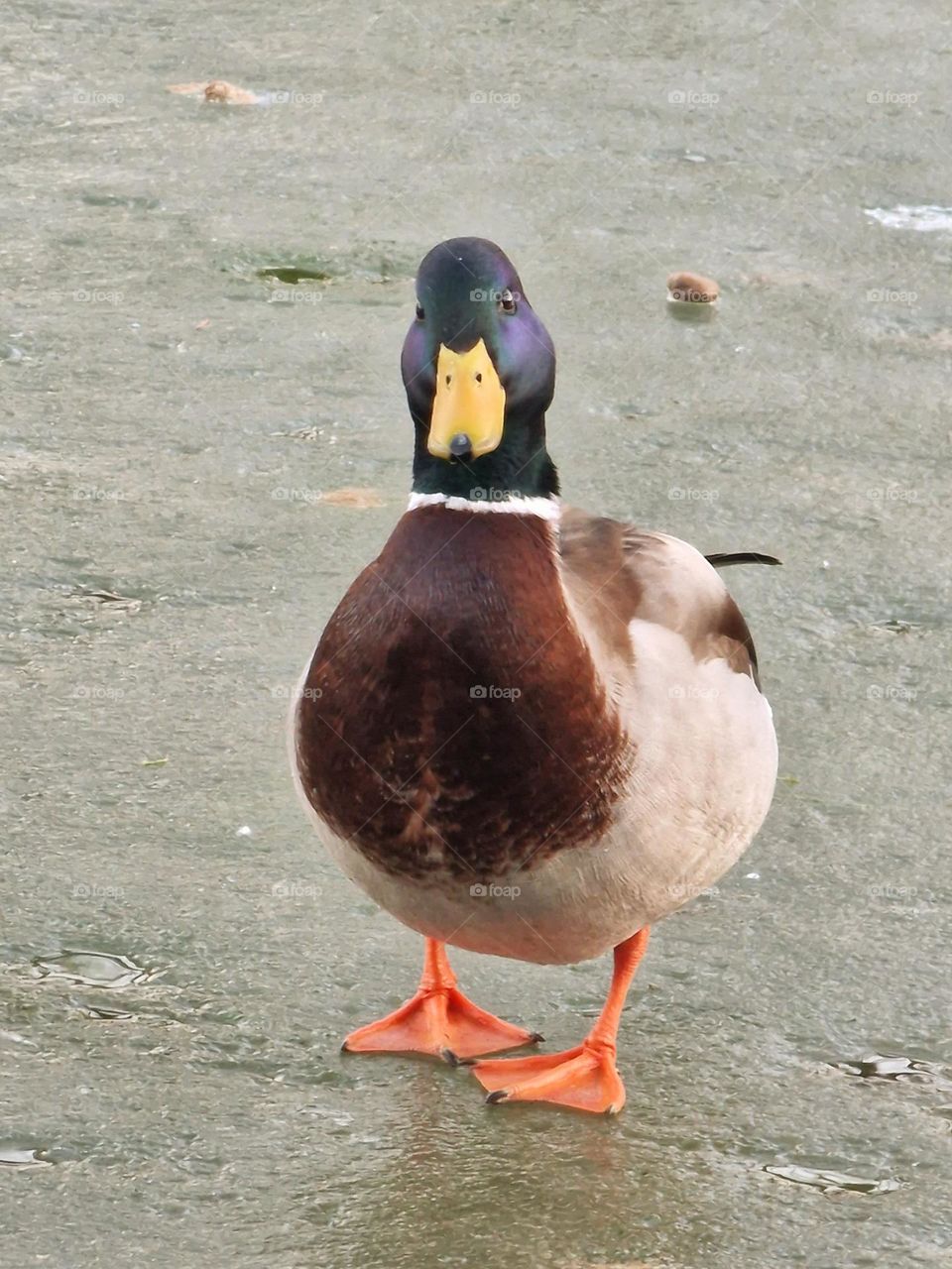 wild duck on frozen lake