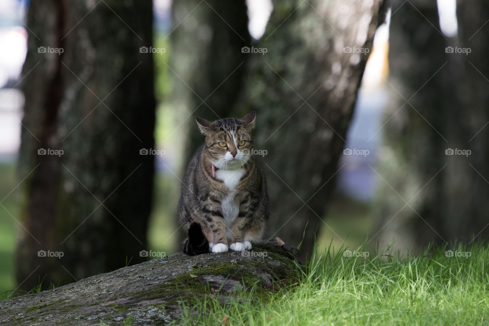 Beautiful grumpy cat outdoors , vacker katt utomhus 