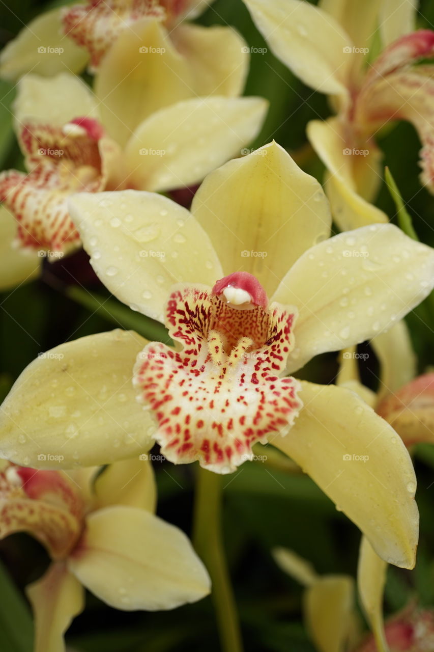 Red yellow orchid 