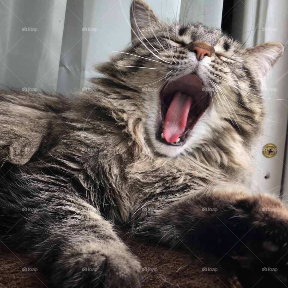 Yawn